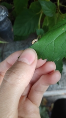 Harmonia axyridis
