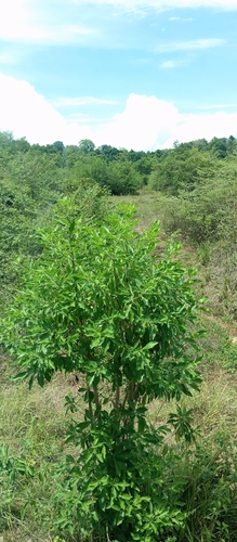Indian Mulberry