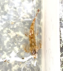 Liniparhomaloptera disparis