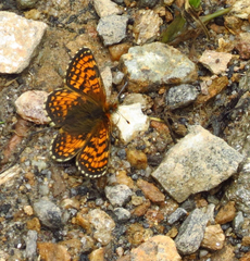 Melitaea sindura
