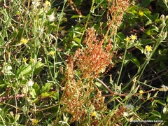 Rumex papillaris