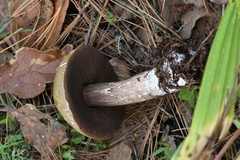 Porphyrellus