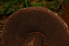 Porphyrellus