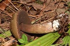 Porphyrellus