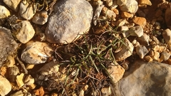 Plantago maritima serpentina