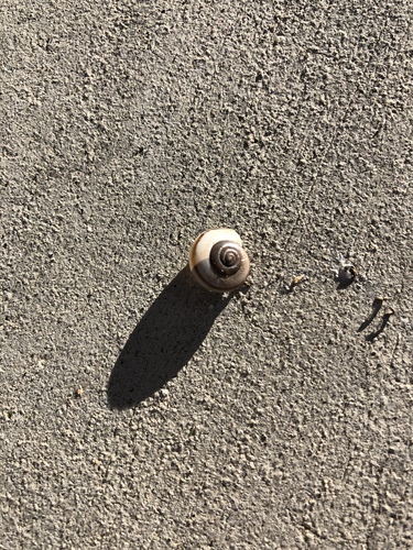 iNaturalist observation photo of Coachella Desertsnail
