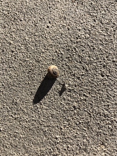 iNaturalist observation photo of Coachella Desertsnail