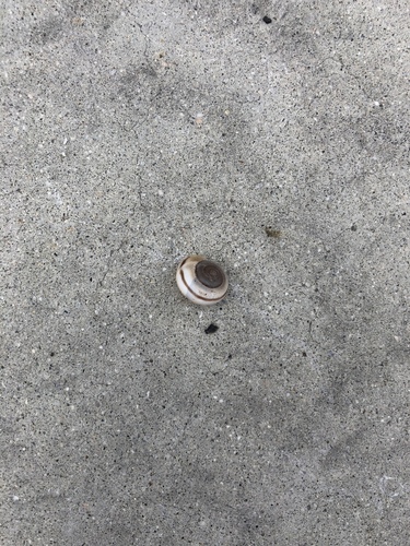 iNaturalist observation photo of Coachella Desertsnail