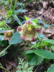 Codonopsis lanceolata