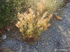Rumex papillaris