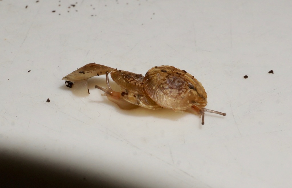 Allenoconcha platysoma