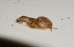 Roybellia platysoma
