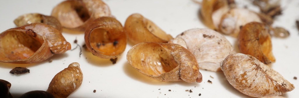 Succinea norfolkensis