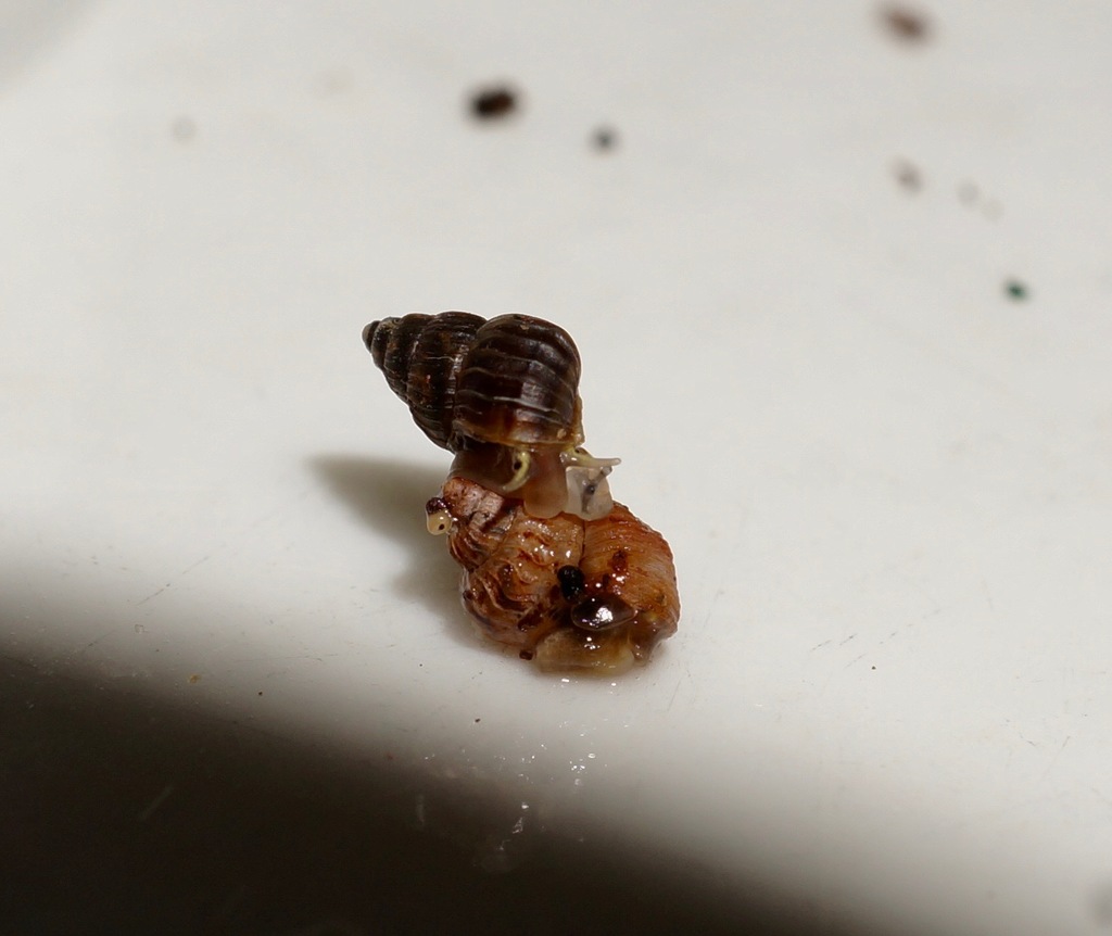 Duritropis