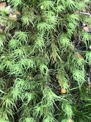 Bartramia mossmaniana