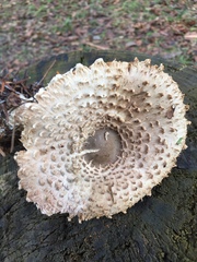 Leucoagaricus nympharum