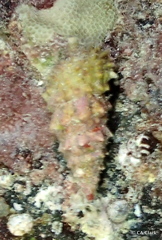 Cerithium echinatum