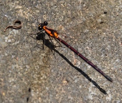 Austroargiolestes chrysoides