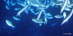 Selar crumenophthalmus