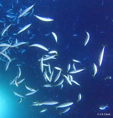 Decapterus macarellus
