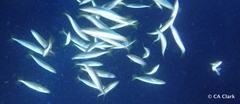 Decapterus macarellus