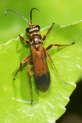 Sphictostethus fugax