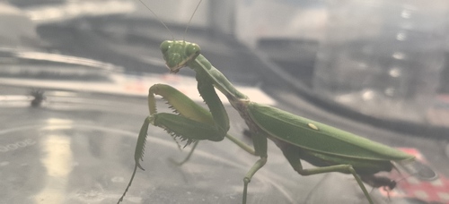 Hierodula tenuidentata
