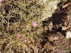 Dianthus lusitanus