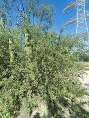 Bursera filicifolia