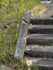 Gracupica nigricollis