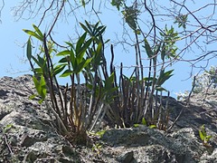 Dendrobium gracilicaule howeanum