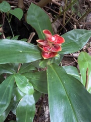Costus woodsonii