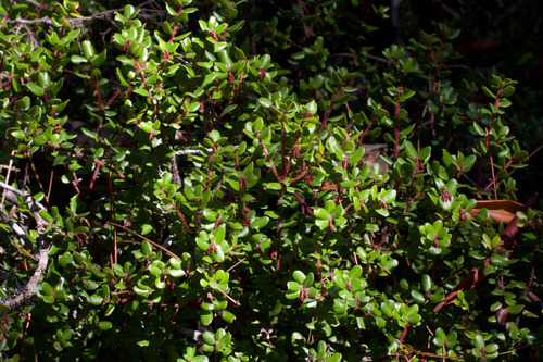 Glossyleaf Manzanita (Arctostaphylos nummularia)