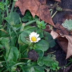 Bellis perennis