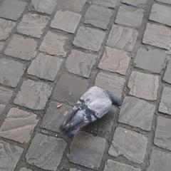 Columba livia domestica