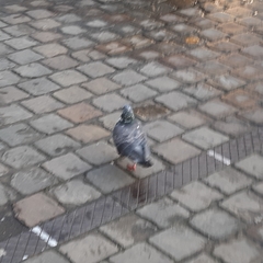 Columba livia domestica
