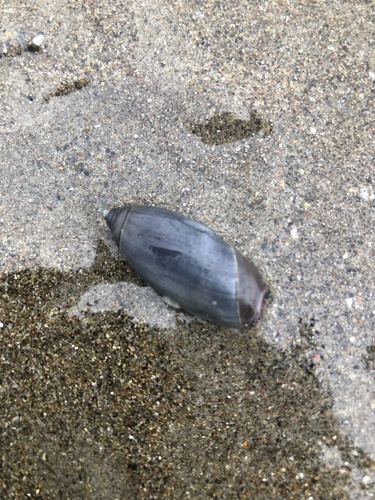 Oliva undatella observed 2025-10-06