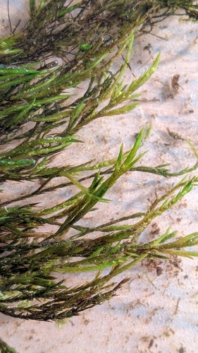 Fontinalis dalecarlica observed 2025-10-01