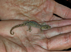 Hemiphyllodactylus chiangmaiensis