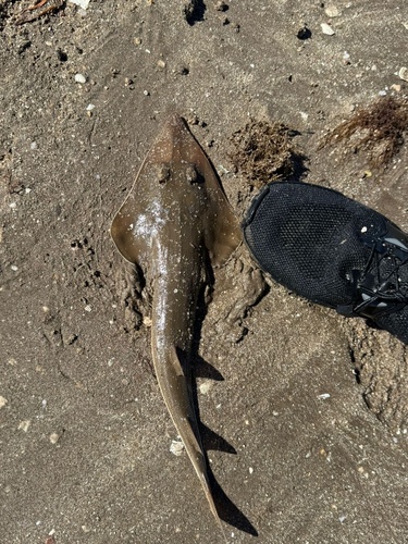 Speckled guitarfish (Pseudobatos glaucostigmus) — Rhinobatidae — 3