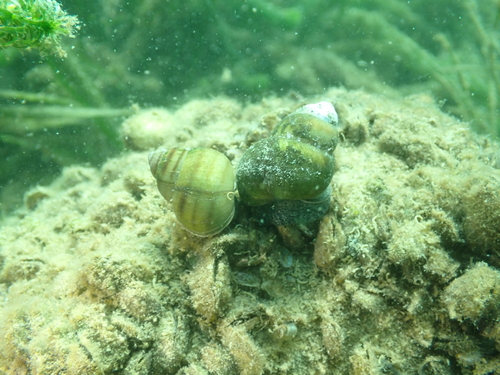 Viviparus ater