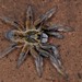 Harpactirinae - Photo 由 Joubert Heymans 所上傳的 (c) Joubert Heymans，保留部份權利CC BY-NC-ND