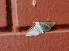 Cydalima