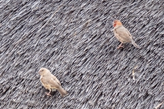 Amadina erythrocephala