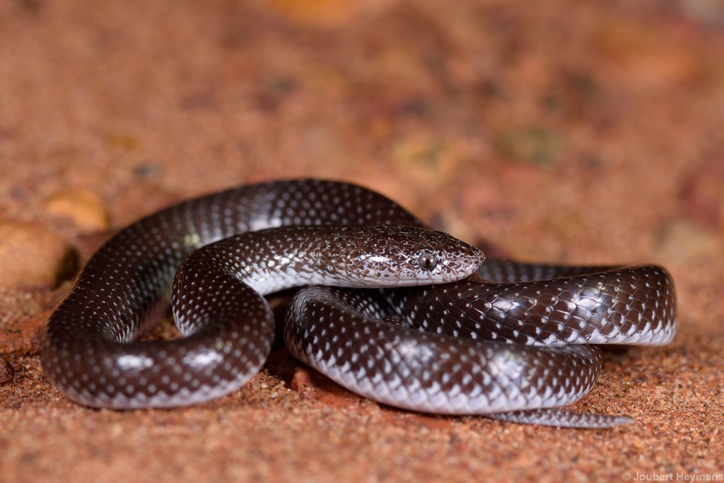 Cape Wolf Snake
