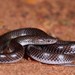 Cape Wolf Snake - Photo (c) Joubert Heymans, some rights reserved (CC BY-NC-ND), uploaded by Joubert Heymans