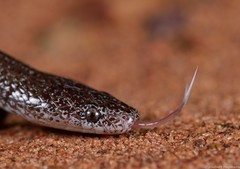 Lycophidion capense capense