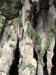 Monophyllaea pendula