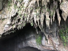 Monophyllaea pendula