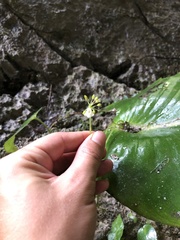 Monophyllaea glauca